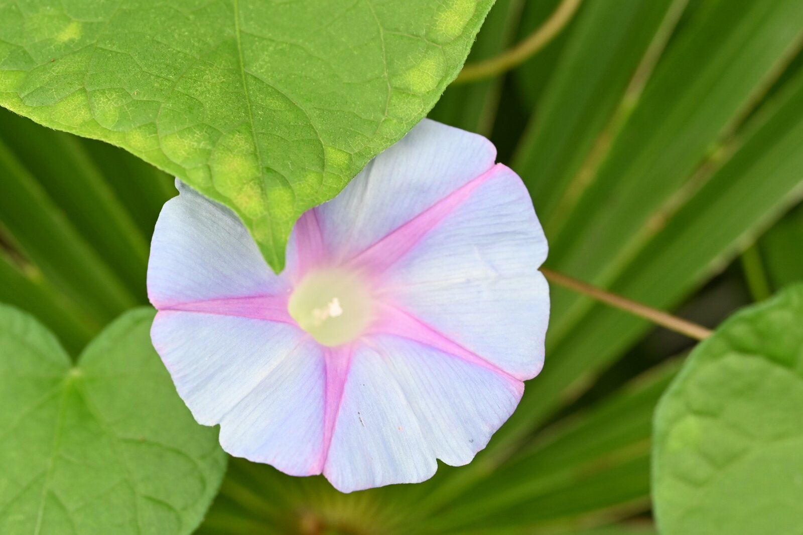 朝顔さん 小さくなりました 猫の時間 しなじく
