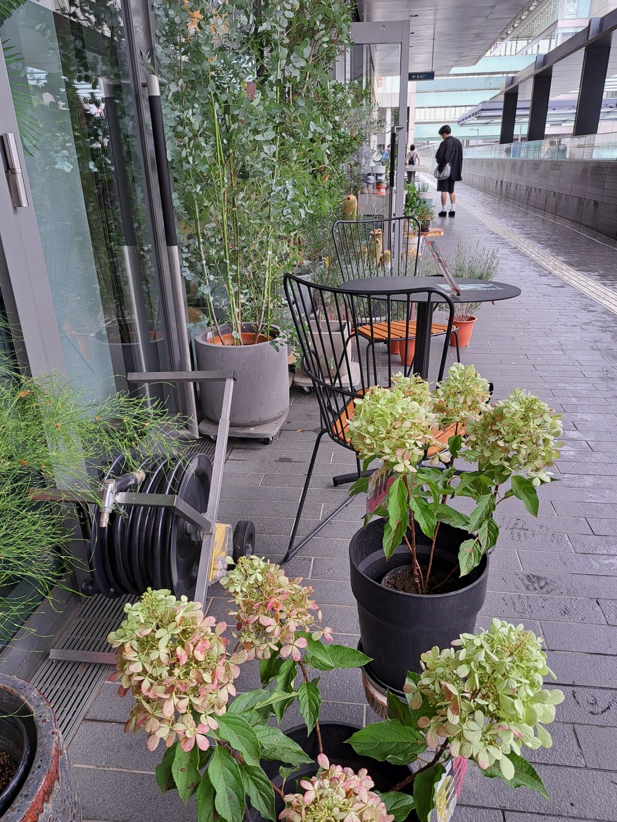 雨あがりの二子玉川 猫の時間 しなじく