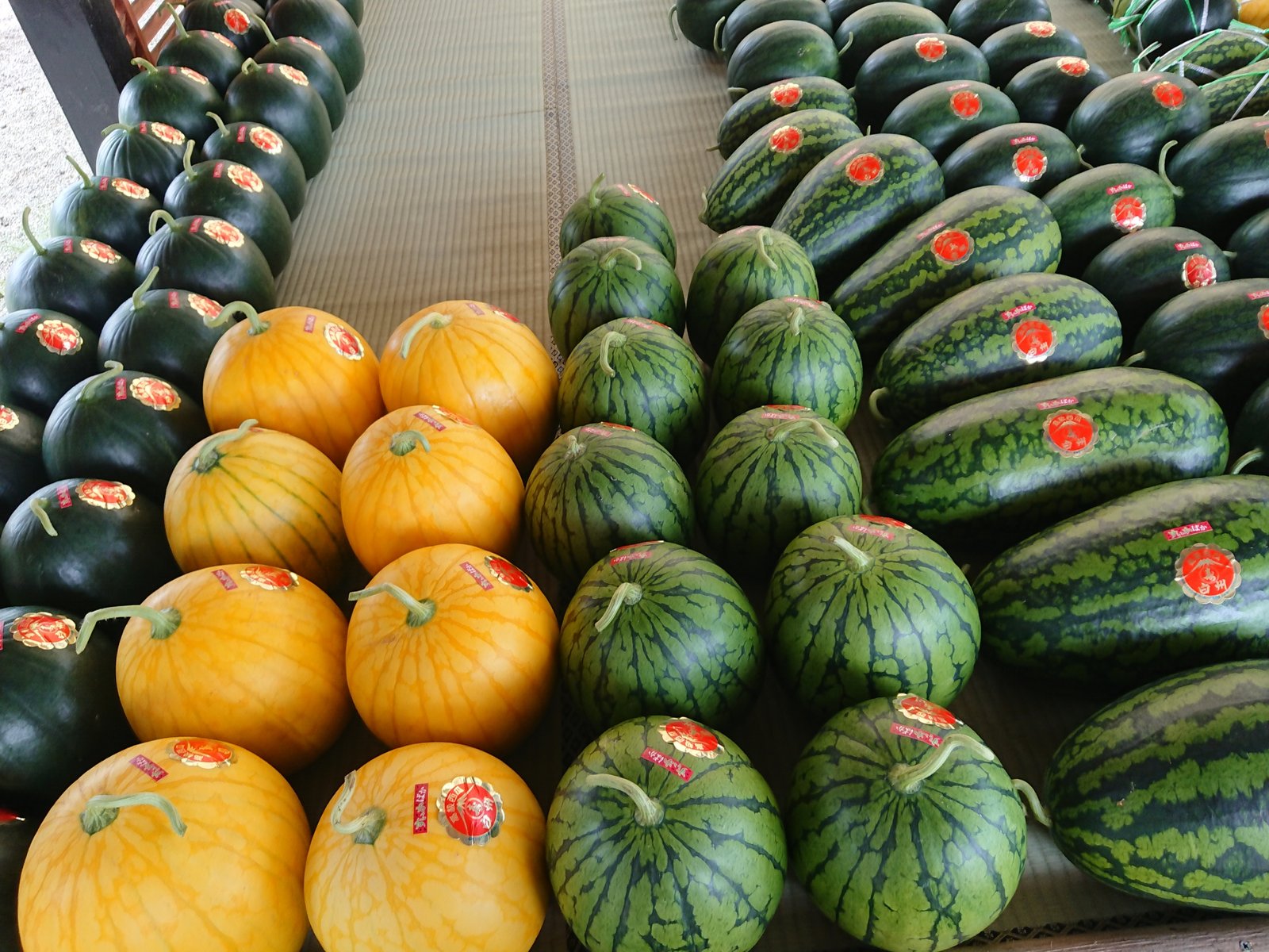 寿風土ファームでスイカの芽の天ぷら会 猫の時間 しなじく 寿風土ファームでスイカの芽の天ぷら会 猫の時間 しなじく