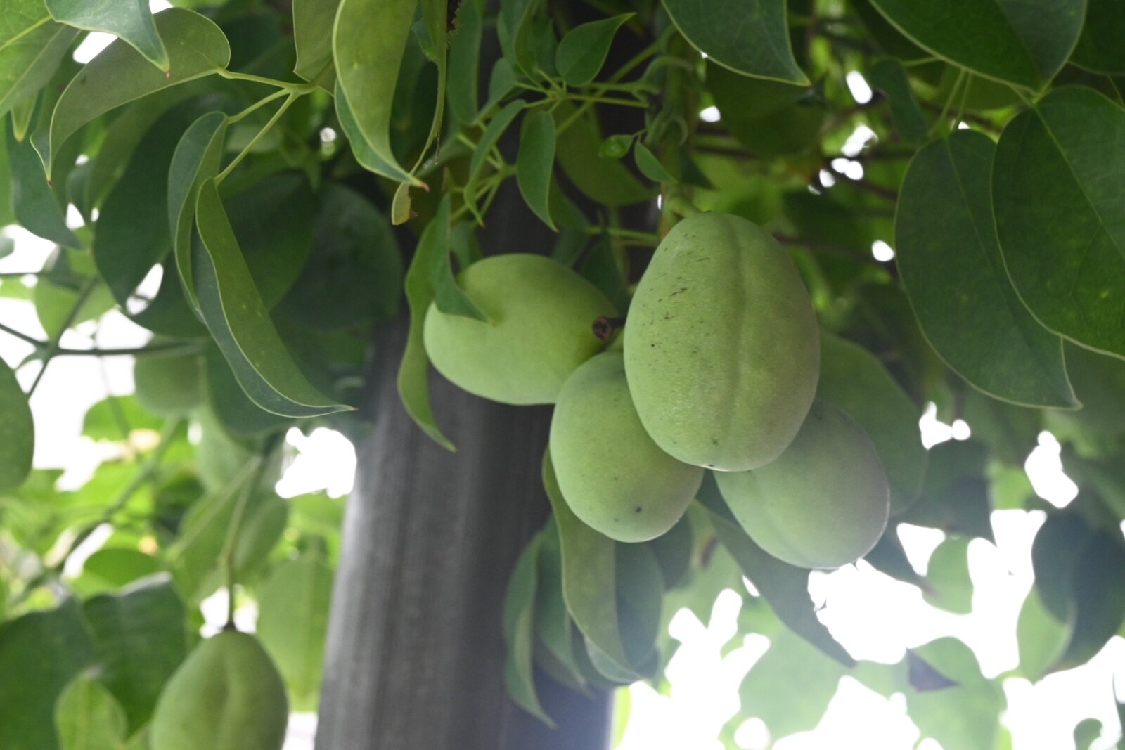 むべの実ゆらり 猫の時間 しなじく