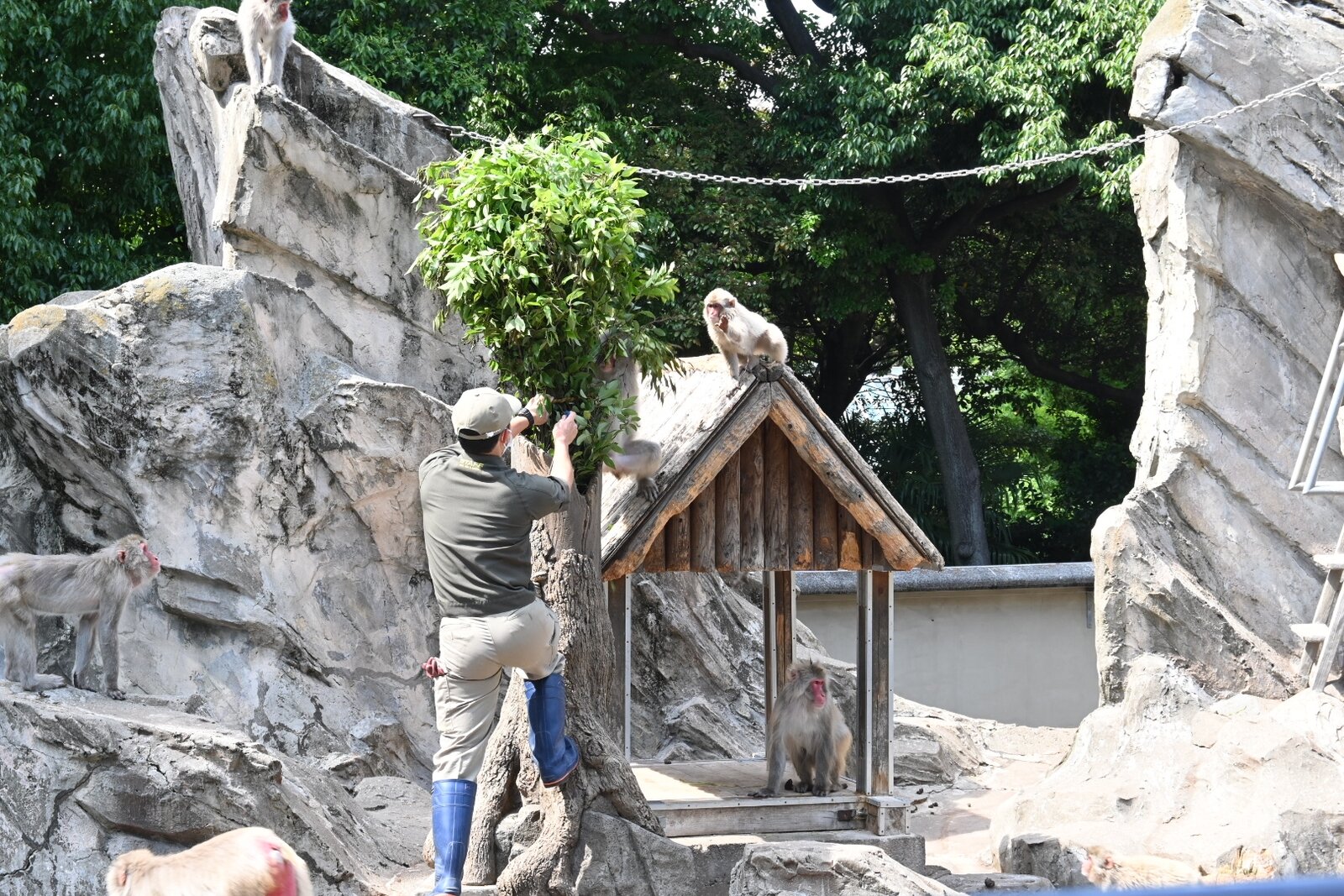 四十年ぶりの上野動物園 猫の時間 しなじく