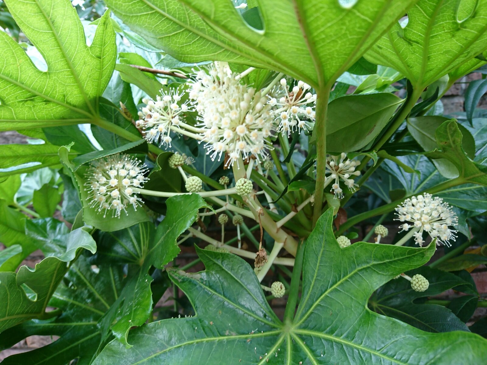 ヤツデの花咲く 猫の時間 しなじく ヤツデの花咲く 猫の時間 しなじく