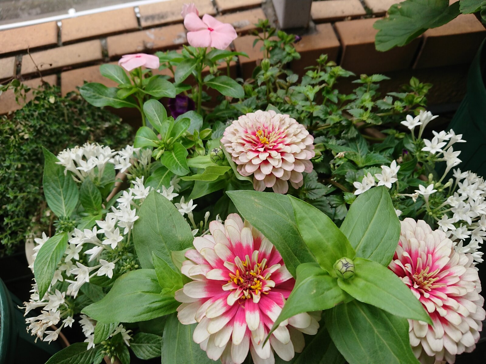 百日草というよりジニアな花姿 猫の時間 しなじく 百日草というよりジニアな花姿 猫の時間 しなじく