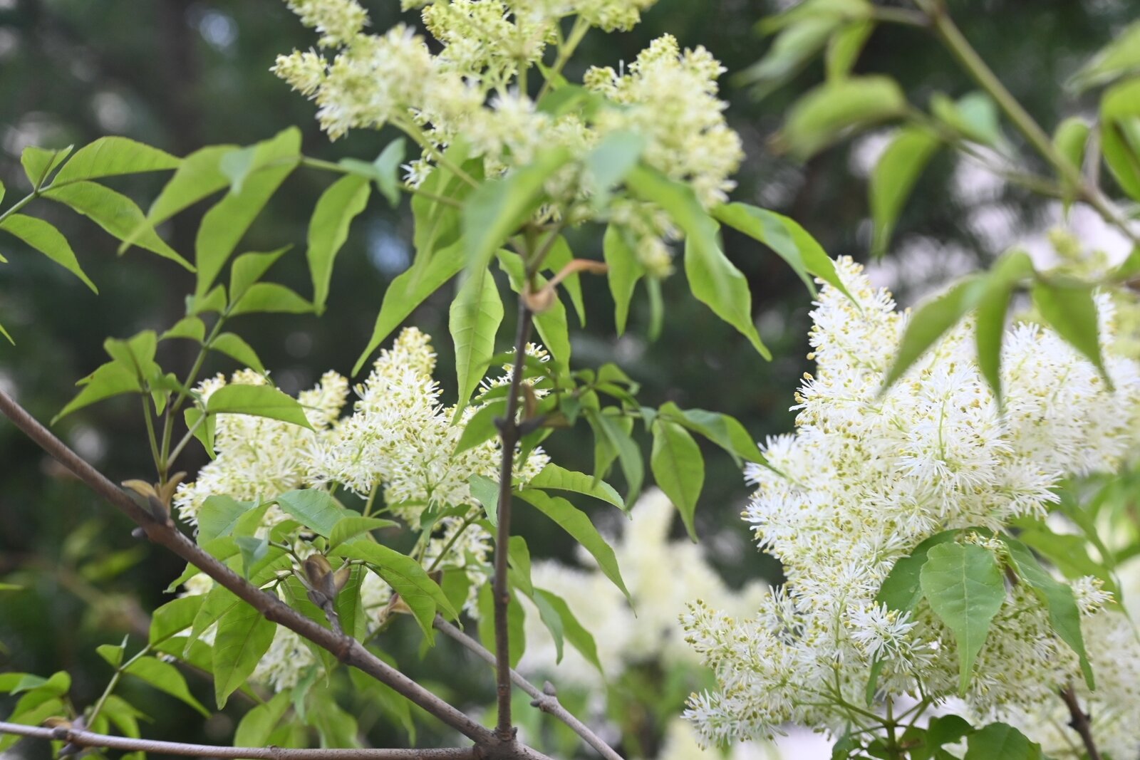 早くも新緑と白い花の季節 : 猫の時間 しなじく
