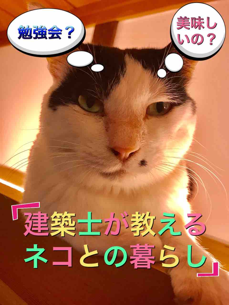 建築士が教えるネコとの暮らし Necot Coffee House