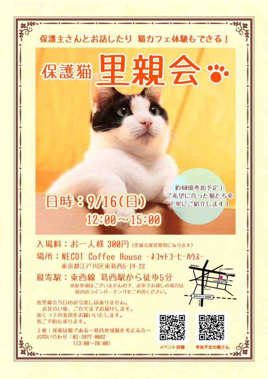 いよいよ 明日は里親会 Necot Coffee House いよいよ 明日は里親会 Necot Coffee House