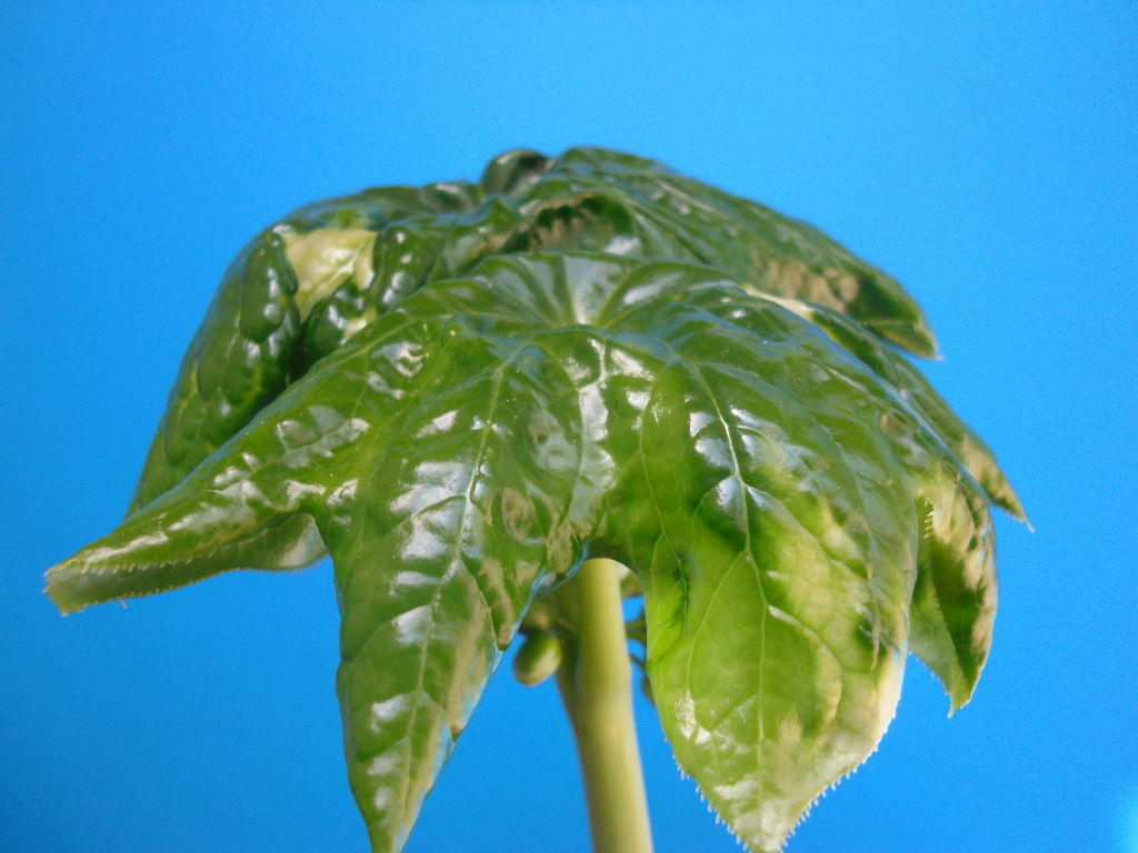 生物学 Jyonaryのblog