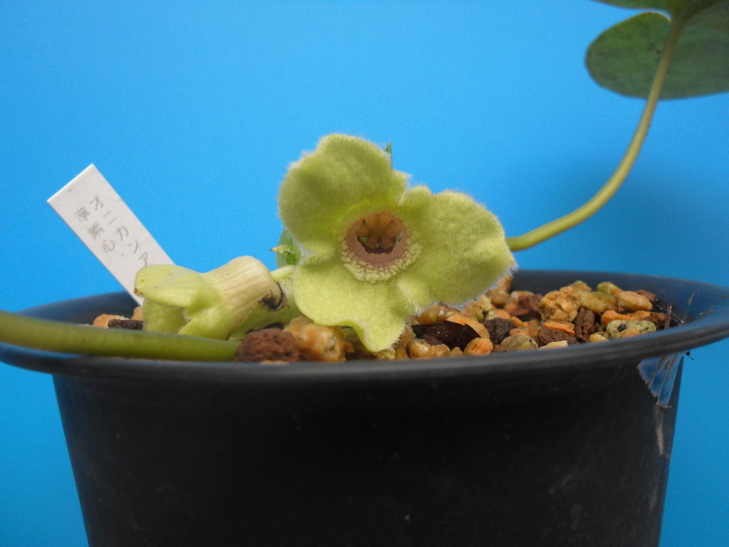 生物学 Jyonaryのblog