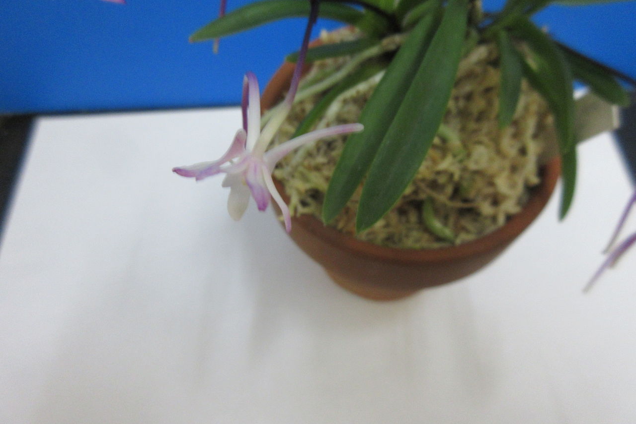 富貴蘭 まだ力不足の花簪 Jyonaryのblog 富貴蘭 まだ力不足の花簪 Jyonaryのblog