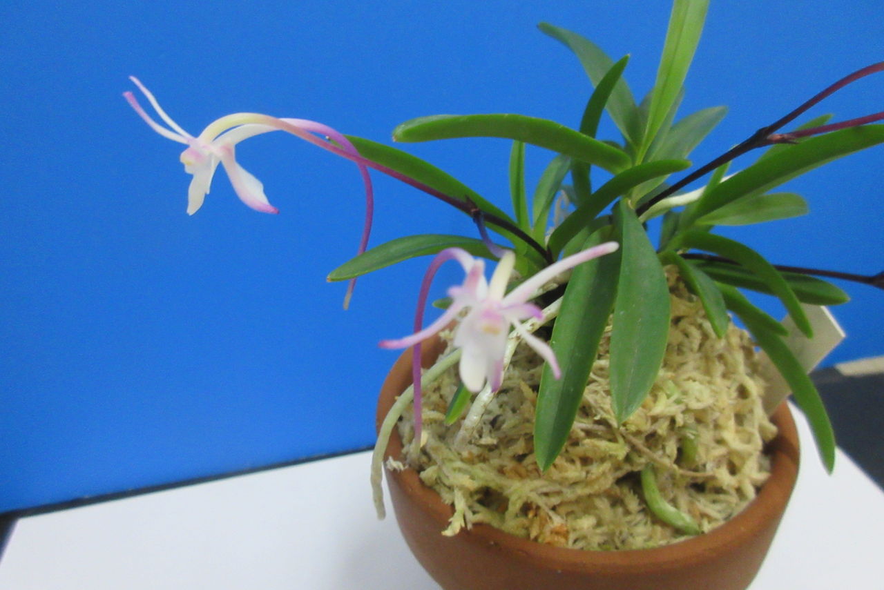 富貴蘭 まだ力不足の花簪 Jyonaryのblog 富貴蘭 まだ力不足の花簪 Jyonaryのblog