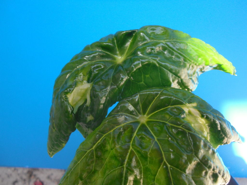 生物学 Jyonaryのblog