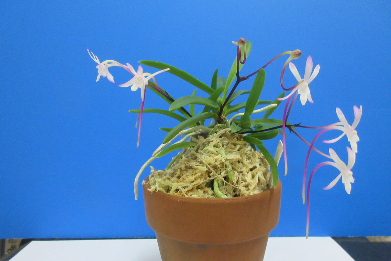 富貴蘭 まだ力不足の花簪 Jyonaryのblog 富貴蘭 まだ力不足の花簪 Jyonaryのblog