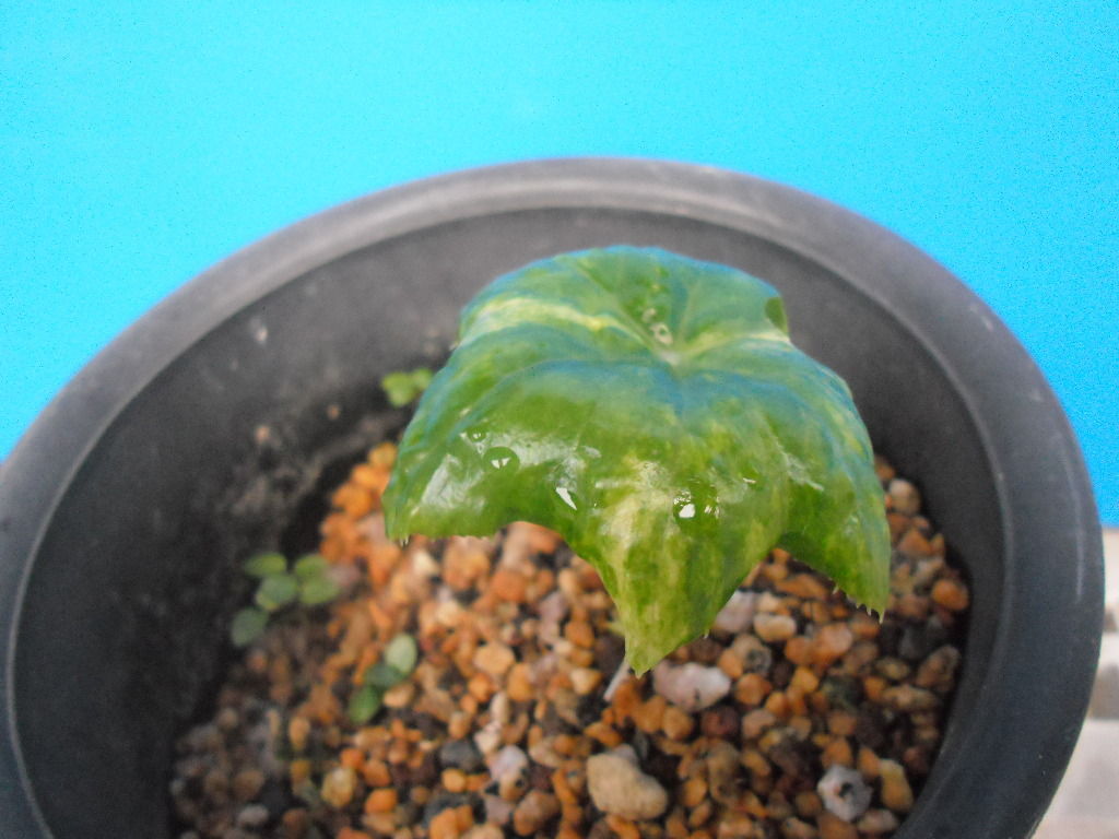 生物学 Jyonaryのblog