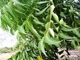 画像 323縮小拡大ニーム葉