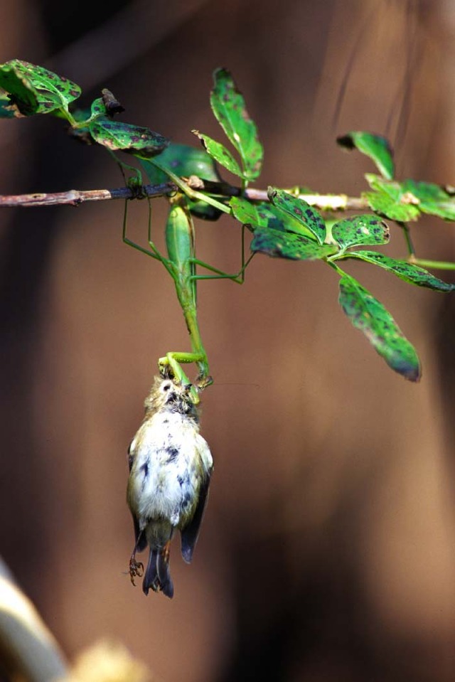 Goldcrest_preyed001103-6