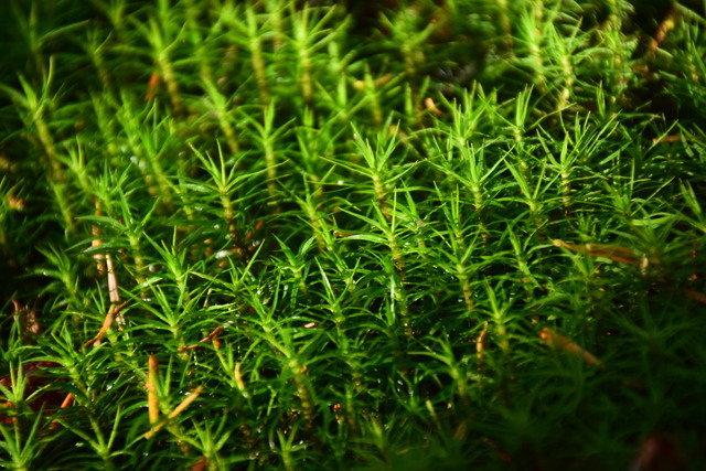 DSC_0748