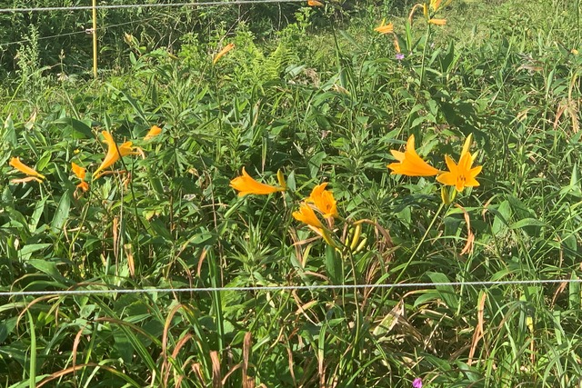 霧ヶ峰 夏の始まりを告げる青空と 八島ヶ原湿原の花畑 お気楽ハイカーの気まぐれお山探訪 霧ヶ峰 夏の始まりを告げる青空と 八島ヶ原湿原の花畑 お気楽ハイカーの気まぐれお山探訪