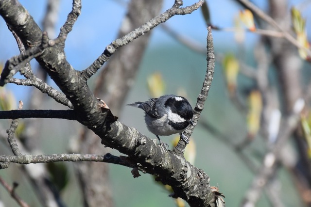 赤城山 お気楽ハイカーの気まぐれお山探訪