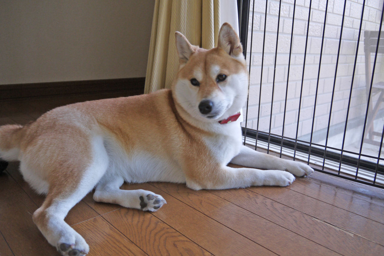 留守番しながらチャコと過ごす そして昔山であった犬のことなど2 柴わんこと暮らす日々 留守番しながらチャコと過ごす そして昔山であった犬のことなど2 柴わんこと暮らす日々