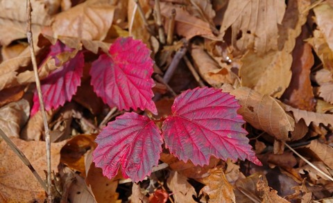 IMGP0879