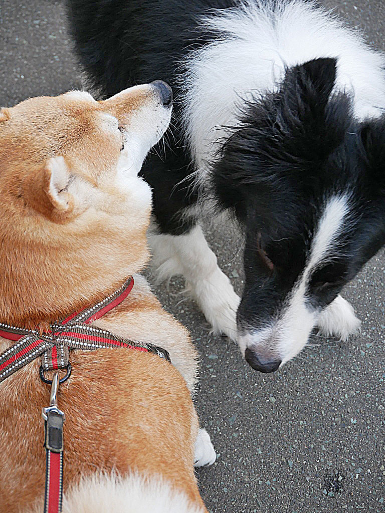 お腹がギュルギュル 柴わんこと暮らす日々