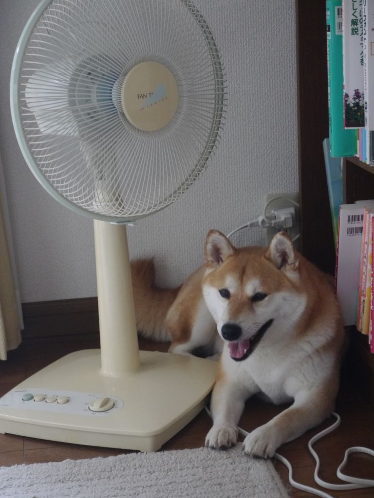 パスタと龍泉洞 柴わんこと暮らす日々