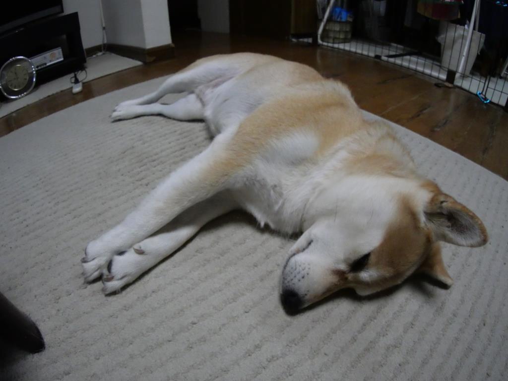 脱いだらすごいんです 柴わんこと暮らす日々 脱いだらすごいんです 柴わんこと暮らす日々
