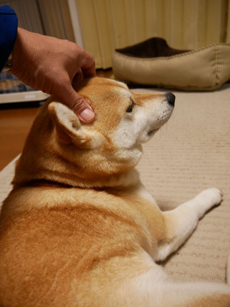 オホーツク老人を読んだ 柴わんこと暮らす日々 オホーツク老人を読んだ 柴わんこと暮らす日々