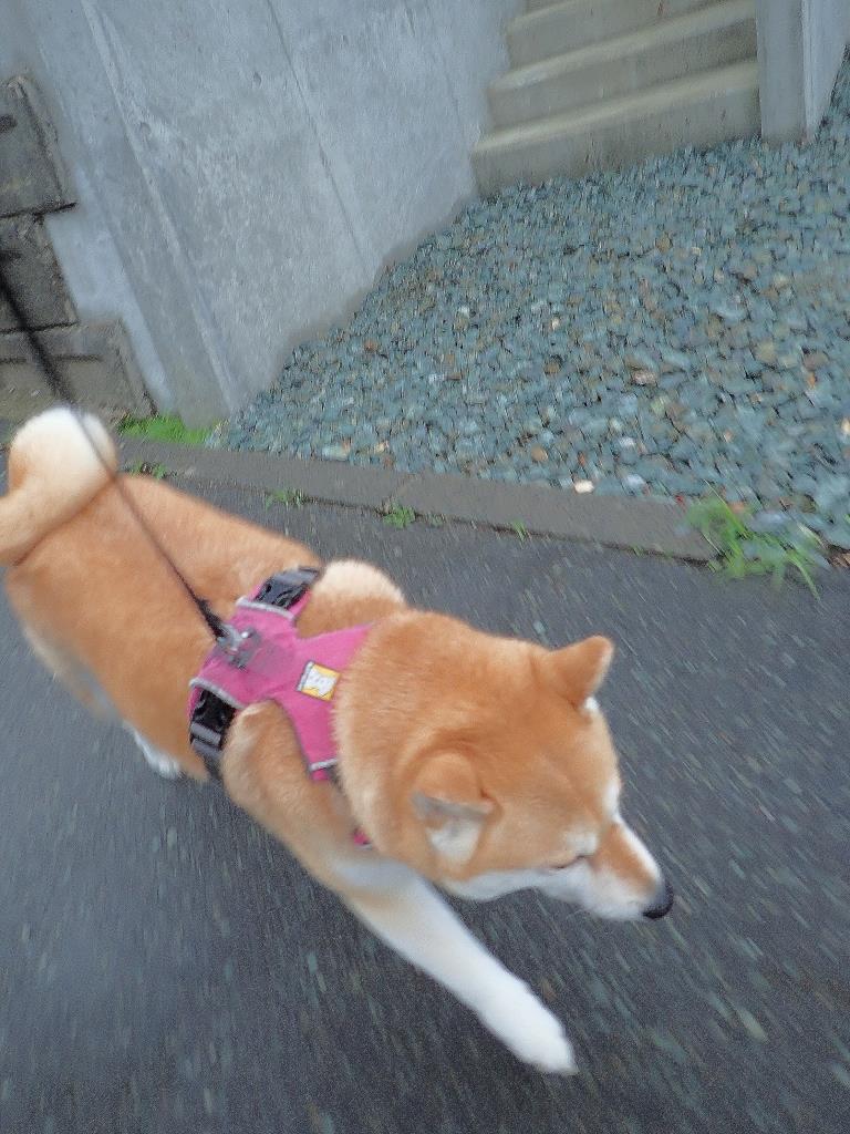 ダイエットアプリ 柴わんこと暮らす日々