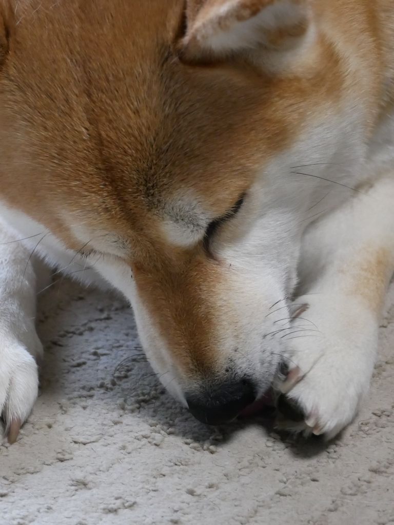 鬼の手形 柴わんこと暮らす日々 鬼の手形 柴わんこと暮らす日々