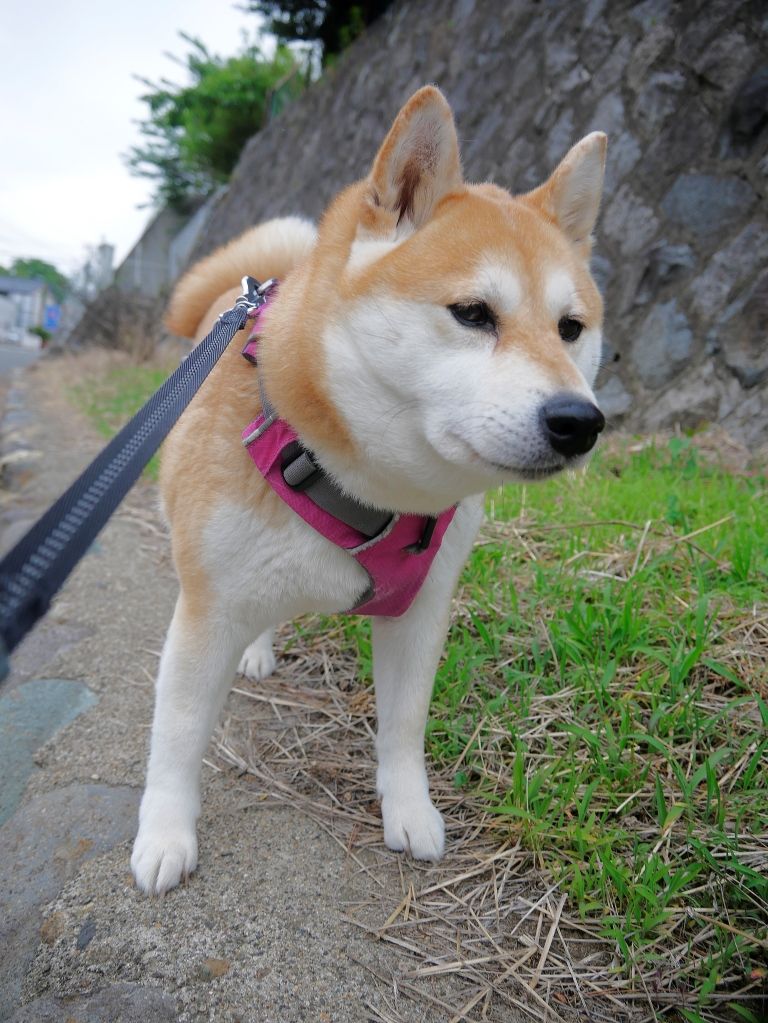 松ぼっくりと厚揚げと 柴わんこと暮らす日々 松ぼっくりと厚揚げと 柴わんこと暮らす日々