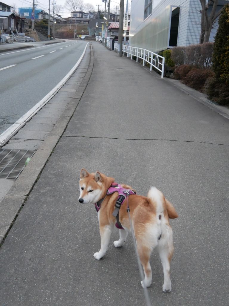 出不精 デブ性 柴わんこと暮らす日々