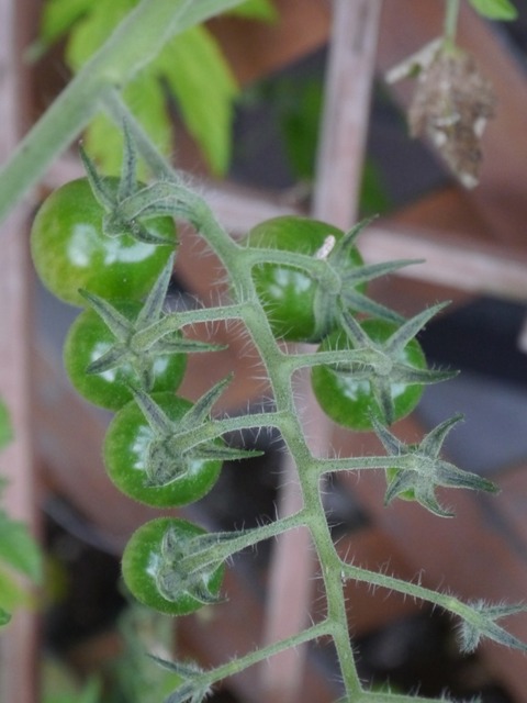 P1110665