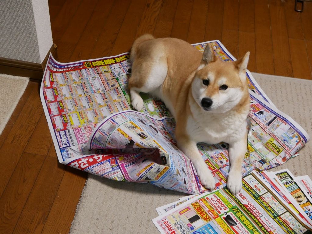 鬼の手形 柴わんこと暮らす日々 鬼の手形 柴わんこと暮らす日々