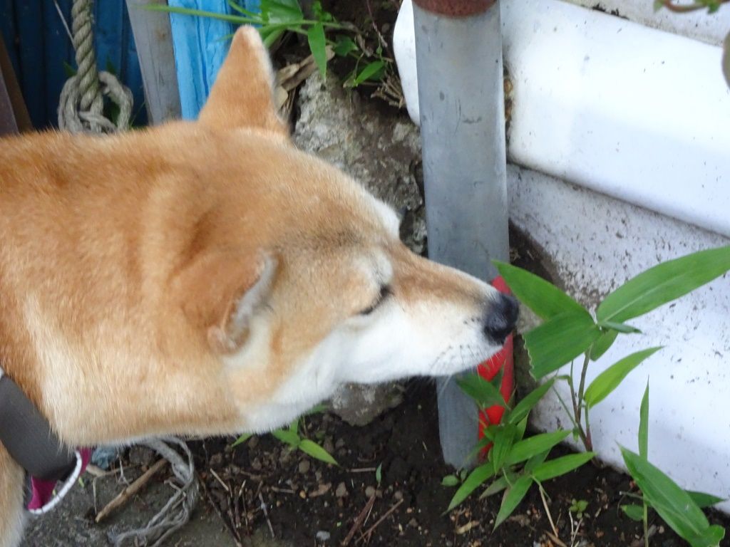 食欲不振 柴わんこと暮らす日々