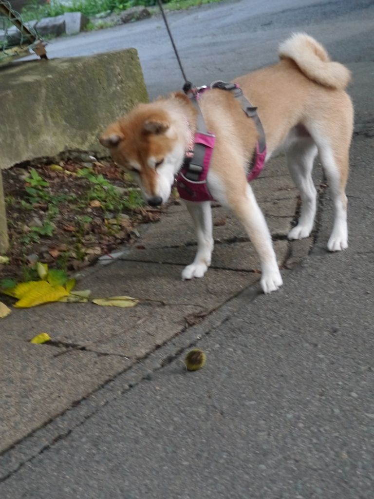 懐かしい道ばたの落書き 柴わんこと暮らす日々