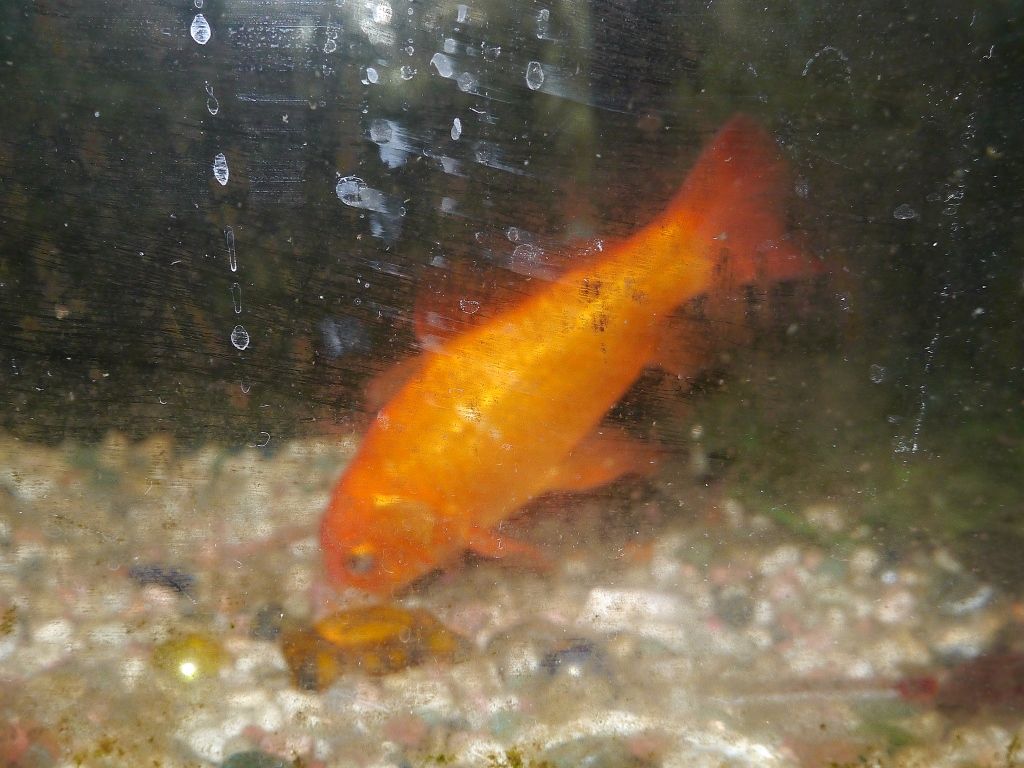 金魚の死んだ朝 柴わんこと暮らす日々