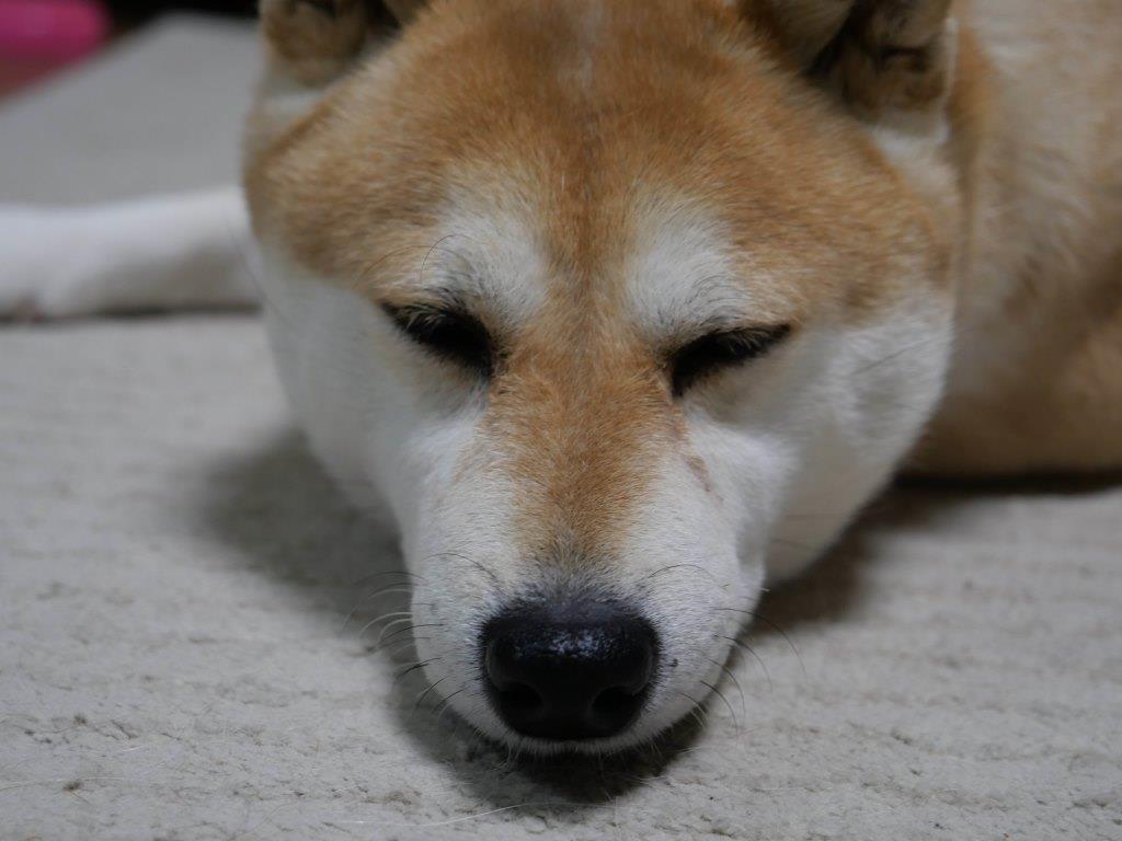 土曜の過ごし方 柴わんこと暮らす日々 土曜の過ごし方 柴わんこと暮らす日々