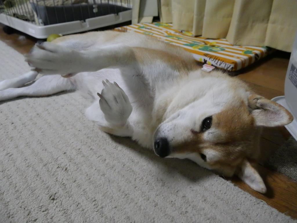 冬の恋人たち 柴わんこと暮らす日々