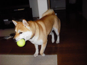imgp0830