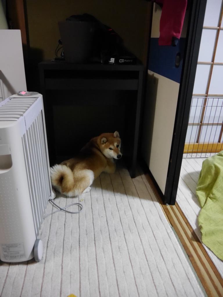気になる音 柴わんこと暮らす日々 気になる音 柴わんこと暮らす日々