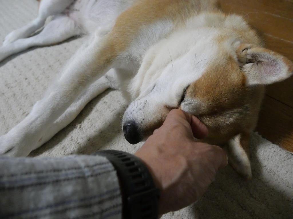 冬の恋人たち 柴わんこと暮らす日々