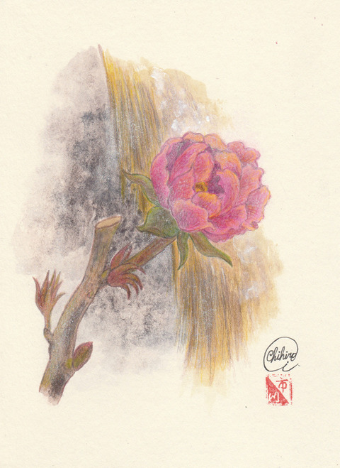 年賀状2021年 寒牡丹 原画