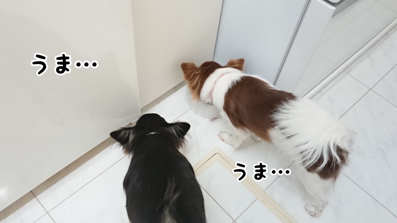 ごはんを楽しみにしている犬 ホワイトハウス犬日記