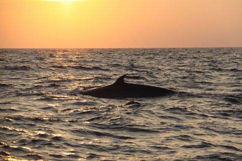 クジラ