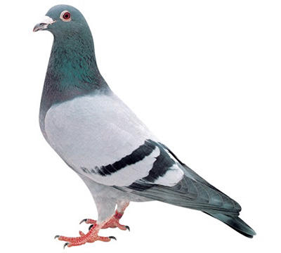 鳩