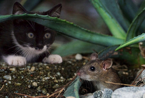 ネズミとネコ　イメージ