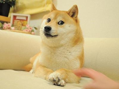 柴犬