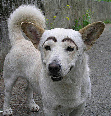 おもしろ 犬のネタ画像貼ってけwwwwwwwwwwww ネギ速