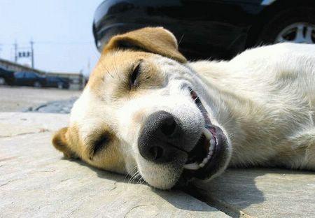 DogSmile17